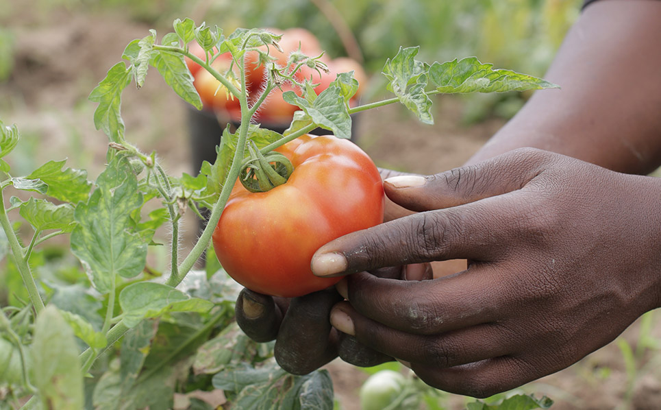 economic-development-agriculture