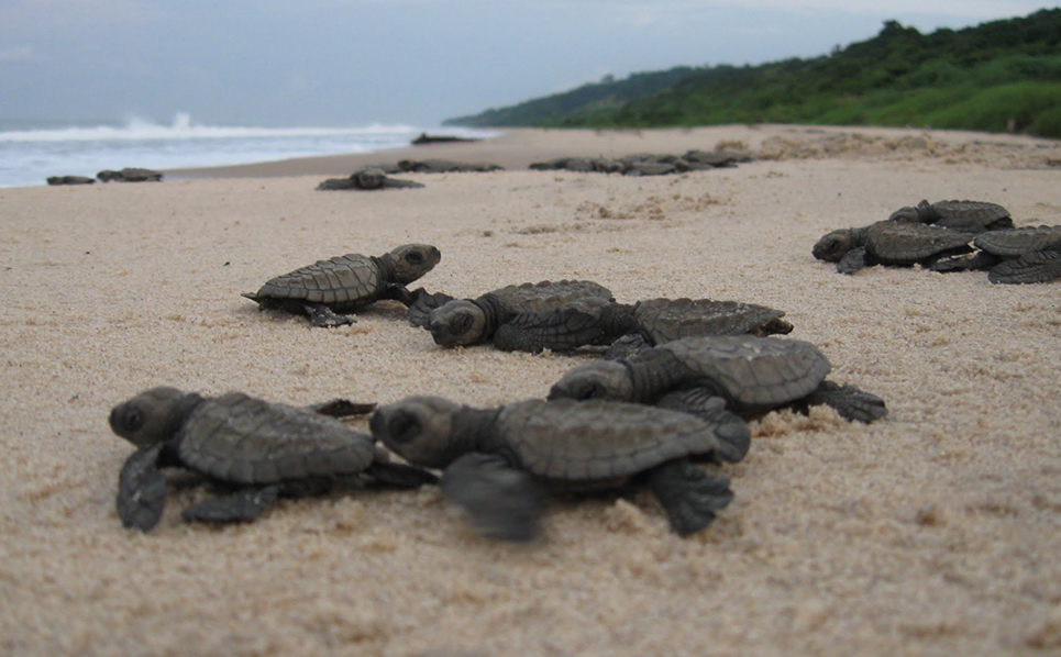 Olive Ridley sea turtles